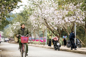 Ban flower festival to bring beauty to the mountain city