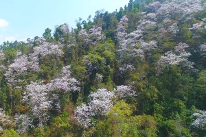 Ardent colours of bauhinia flowers symbolise victorious battle