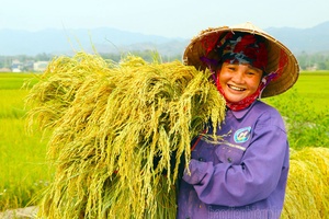 'Mường Thanh Rice Fields in Harvest Season