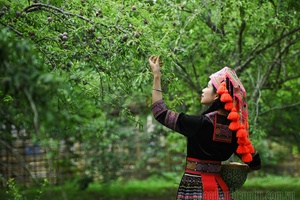 Phiêng Ban village kicks off plum harvesting season 