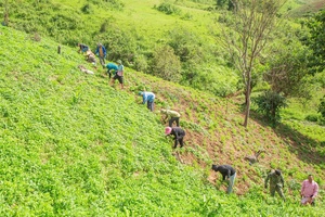 New Agricultural Production Model in Phìn Hồ