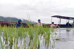 Mường Lay mobilises forces to assist locals in rice harvest 