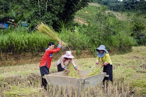 Rice Crops on the Rocky Plateau of Tủa Chùa