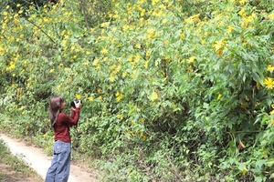 'Coming to Điện Biên in peak tree marigold flowering season