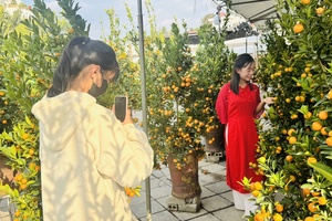 Streets covered by kumquat trees and peach blossoms