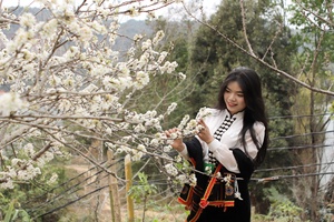 Pristine beauty of Nậm Ngám plum blossoms