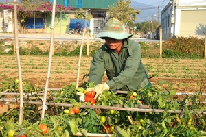 'Falling vegetable prices leave farmers struggling
