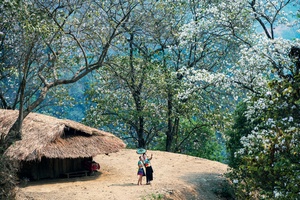 Brilliant Điện Biên in ban flower season