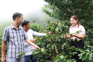 Điện Biên to expand coffee cultivation area
