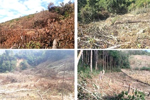 'Warning about deforestation for shifting cultivation