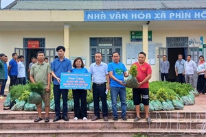 Nậm Pồ district steps up reforestation efforts