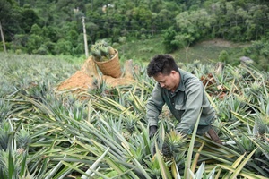 'Restructuring agriculture in tandem with new-style rural area development