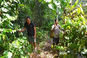 'Điện Biên promotes the observance of forest environmental service payment