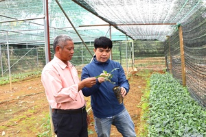'Điện Biên makes efforts in restructuring agriculture for sustainable development