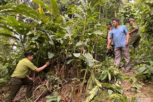 'The story of forest protection in Nà Pen