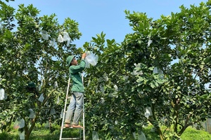 Điện Biên pays due attention to high-tech farming