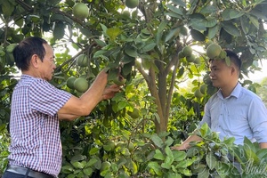 'Điện Biên develops advantageous fruit crops