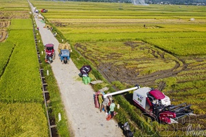 'Golden-ripened rice season on Mường Thanh fields