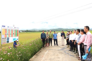 Điện Biên fosters smart rice cultivation for a greener, more productive future