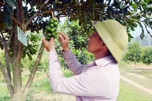 'Sustainable agriculture development in Điện Biên needs breakthrough mindset