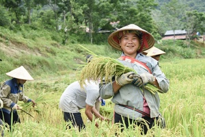 'Fragrance of Mường Pồn rice