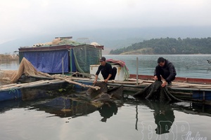 'Điện Biên farmers protect fish farms before rainy season