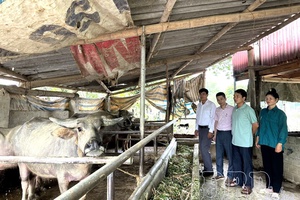 Điện Biên: Preferential credit loans drive poverty reduction