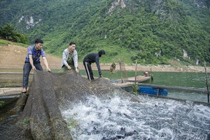 'Cage fish farming on the Sơn La hydropower reservoir