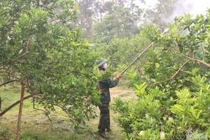 'Developing fruit tree plantations