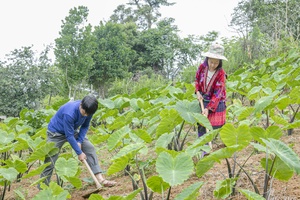 'Developing taro cultivation on sloping fields