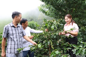 'Expanding coffee cultivation in Tuần Giáo