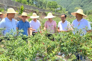 'Mường Nhé joins hands with Chinese locality to create jobs for local workers