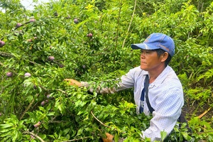 Ham Xoong plum season in full bloom