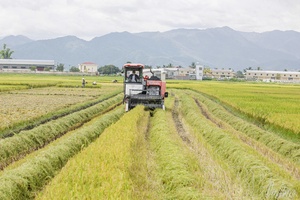 'Rice varieties - The foundation of preserving the Điện Biên rice brand