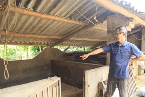 'African swine fever developments remain complex in Điện Biên