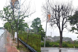 'Preserving symbolic bauhinia trees on Phạm Văn Đồng Street
