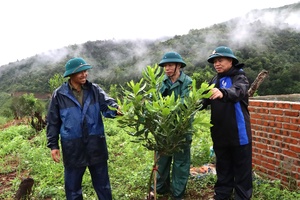 'Điện Biên focuses on accelerating agricultural sector restructuring