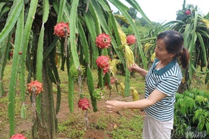 Điện Biên effectively applies science and technology in crop production