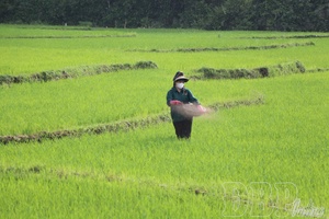 Proactive care and protection for wet-season rice
