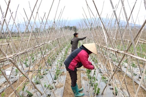 Điện Biên speeds up climate-adaptive agricultural production