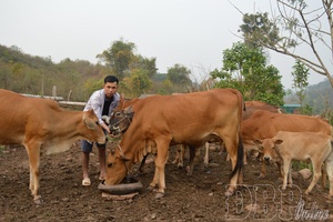 'Diversifying livelihoods and expanding poverty reduction models in Điện Biên province
