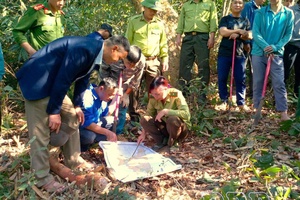 Local rangers step up to protect forests amid governance changes