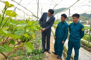 Protecting the Mường Phăng grape brand: A battle against counterfeit products