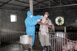 'Urgent measures to contain African swine fever