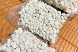 Premature harvesting of macadamia: Losing both value and brand reputation