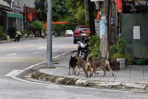 'Hidden dangers of unleashed dogs