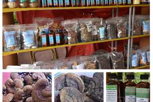 'Sidewalk herbal medicine: More harm than good