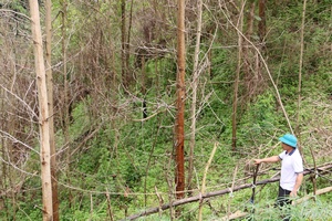 'Developing production forests still faces challenges (Part 1)