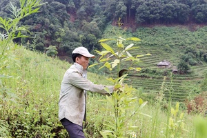 'Developing production forests still faces challenges (Part 2)