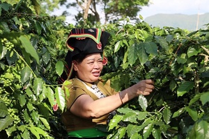 Visiting Mường Khoe valley - the “capital” of Arabica coffee in Northwestern region